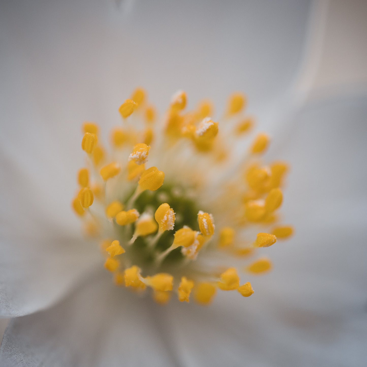 Csaba Orban - Makro Serie