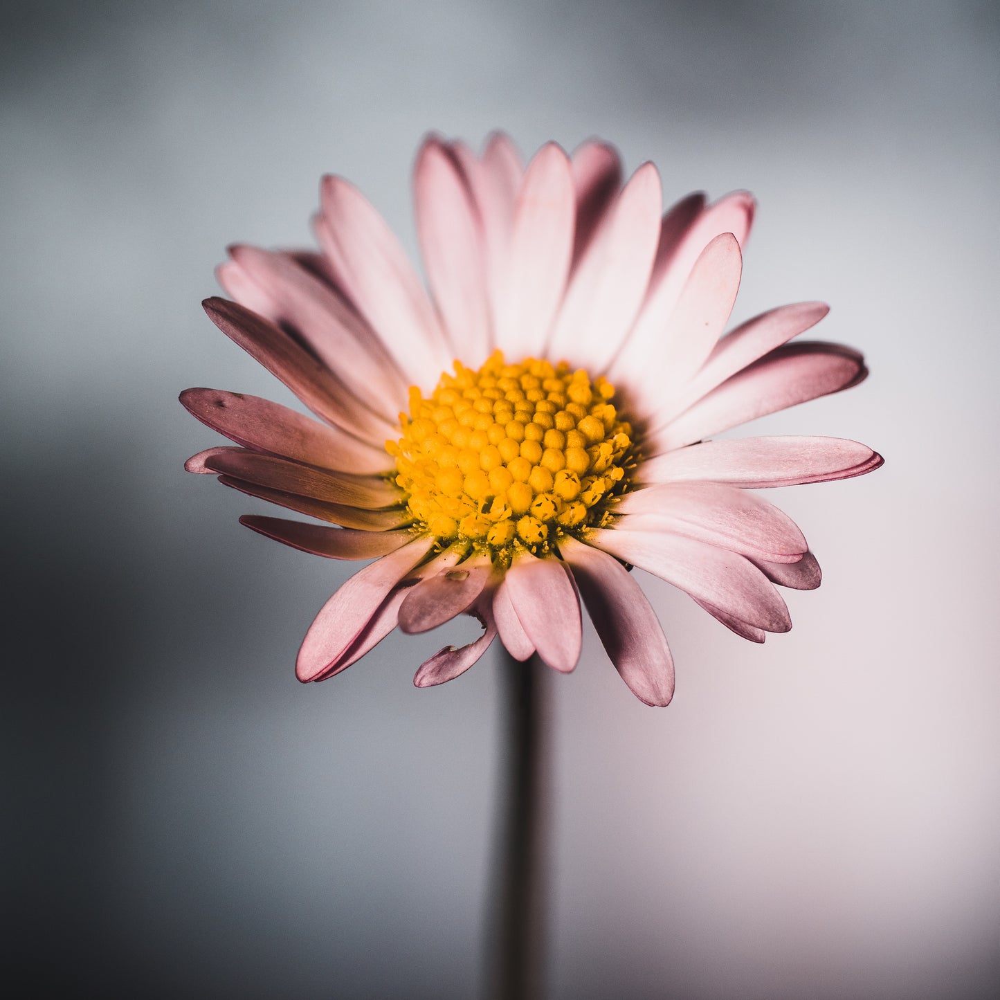 Csaba Orban - Makro Serie