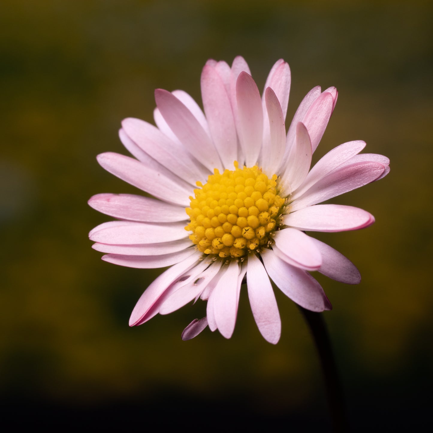 Csaba Orban - Makro Serie