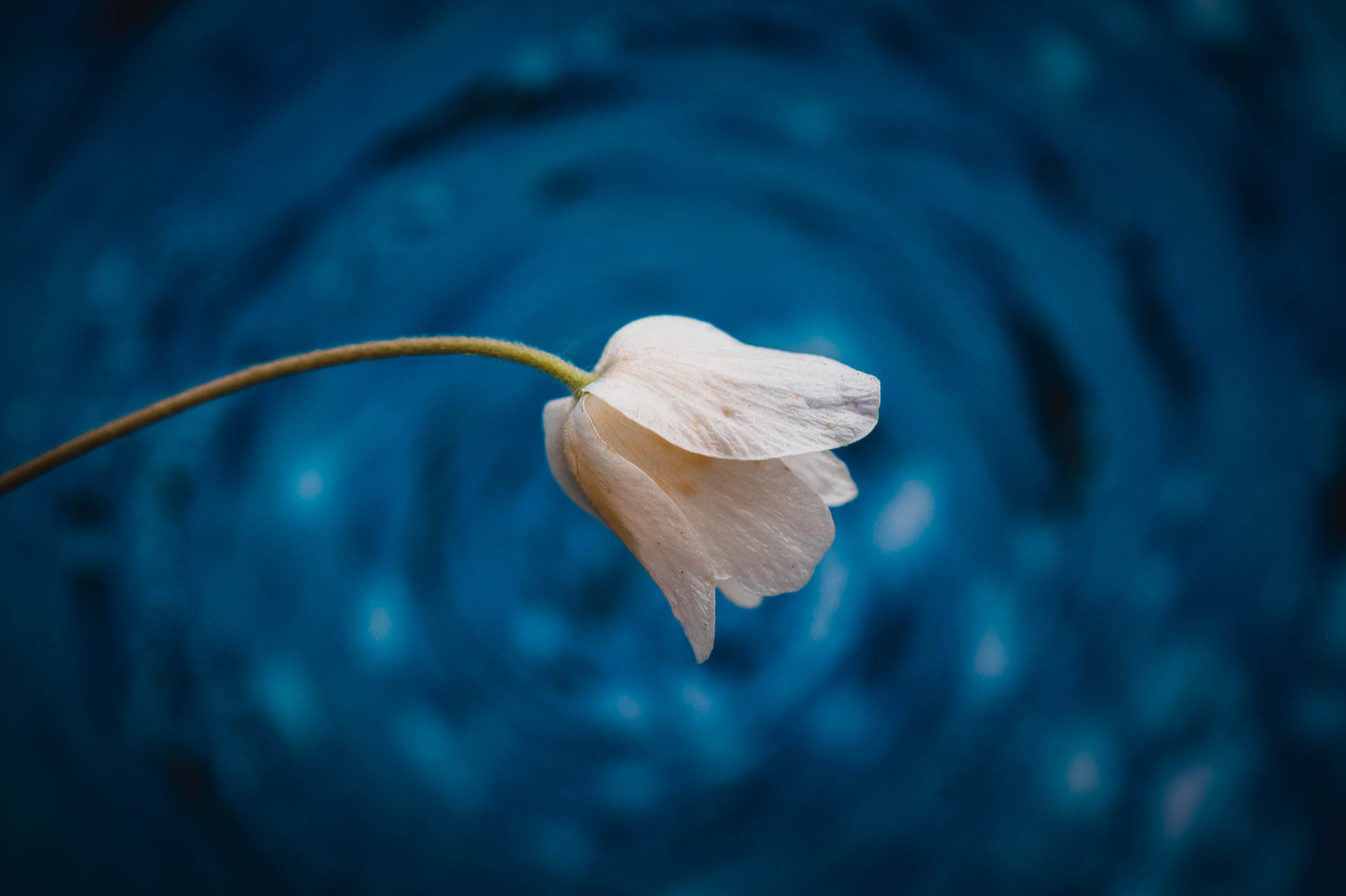 Csaba Orban - Makro Serie