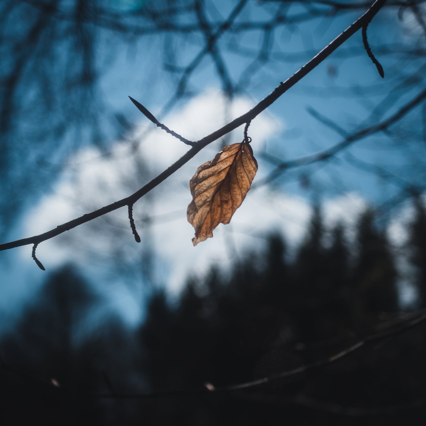 Csaba Orban - Makro Serie