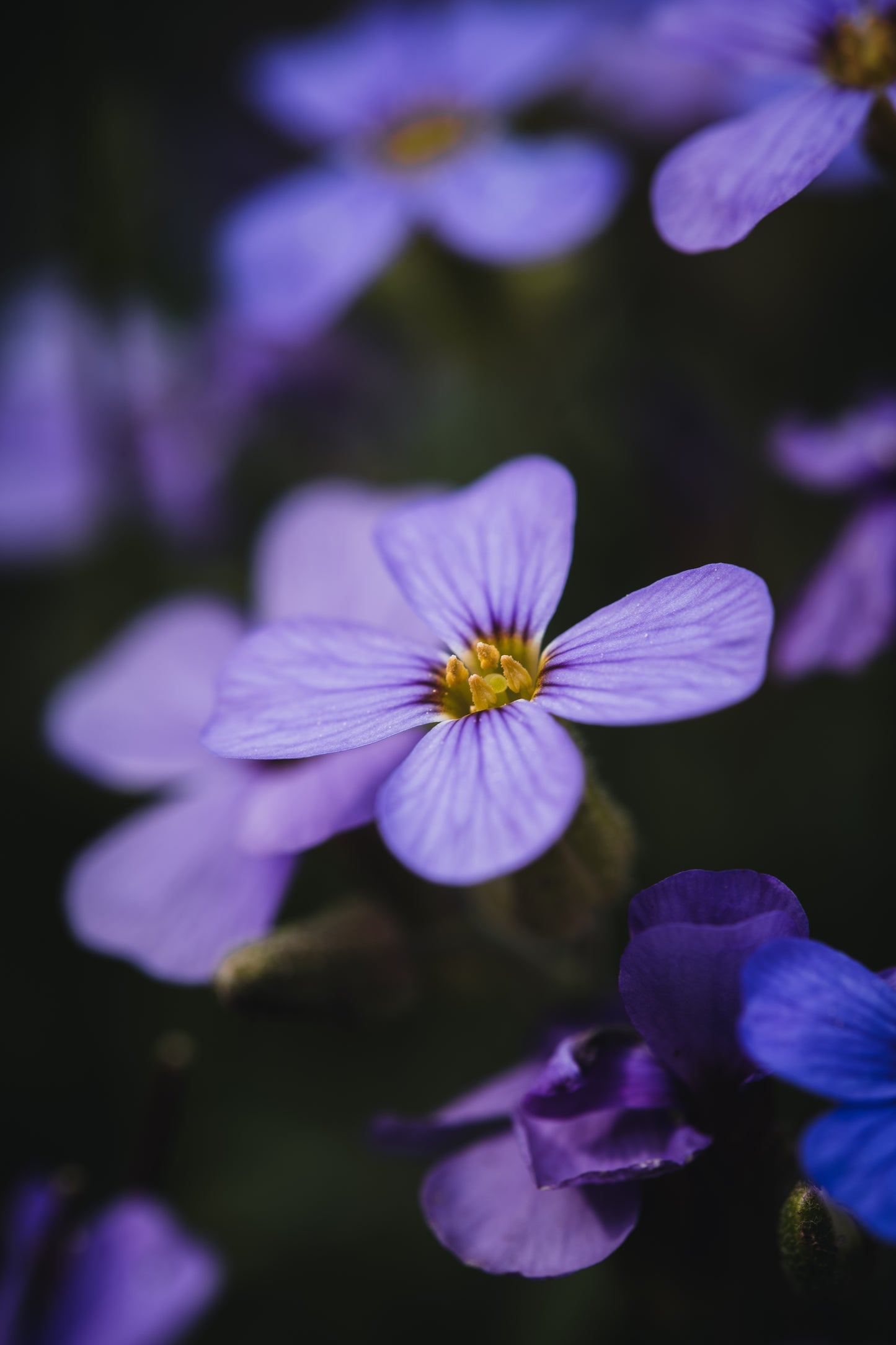 Csaba Orban - Makro Serie