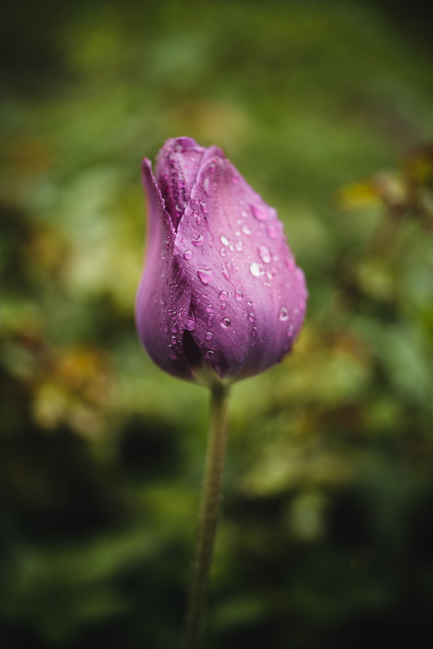 Csaba Orban - Makro Serie