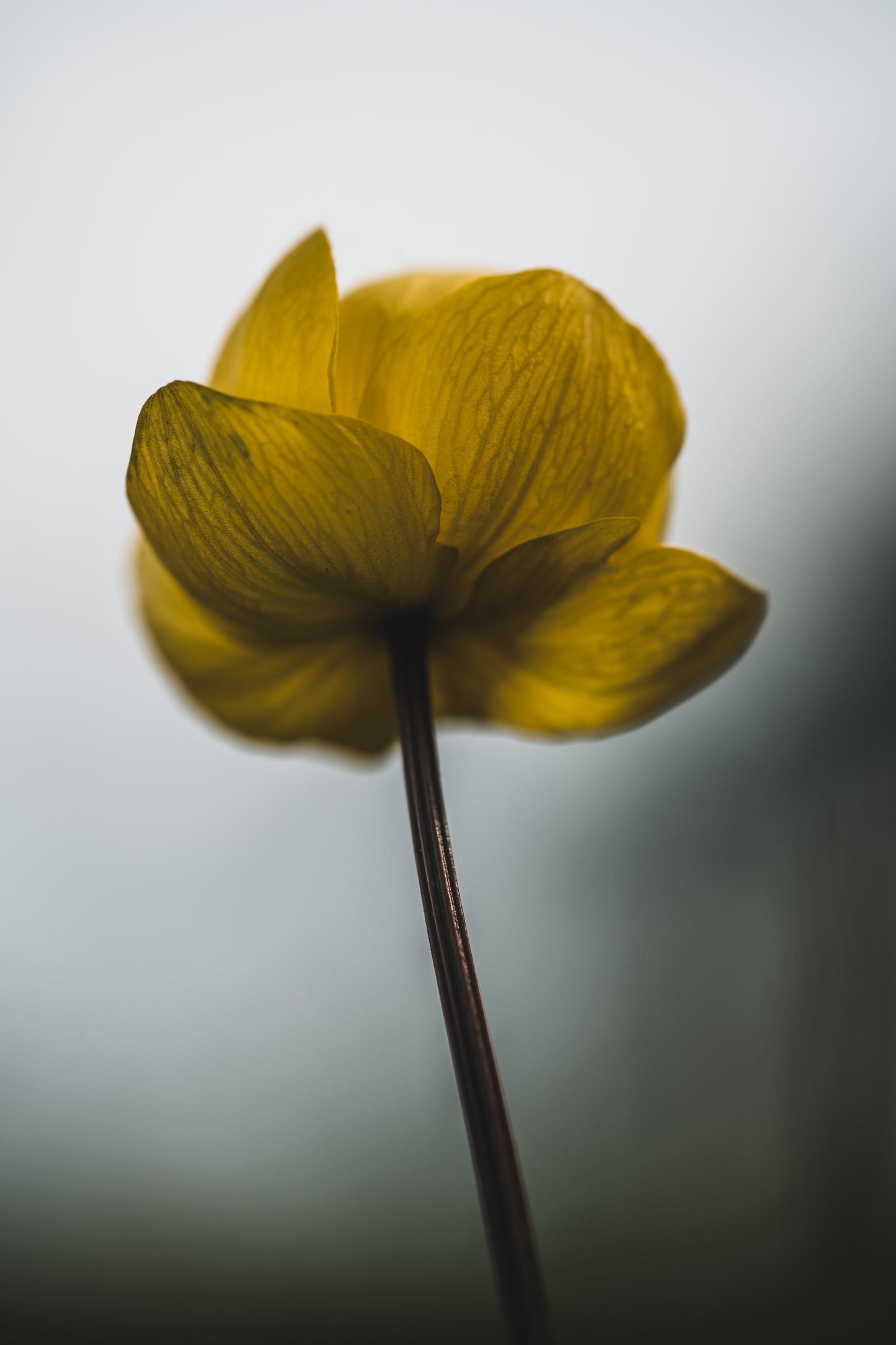 Csaba Orban - Makro Serie