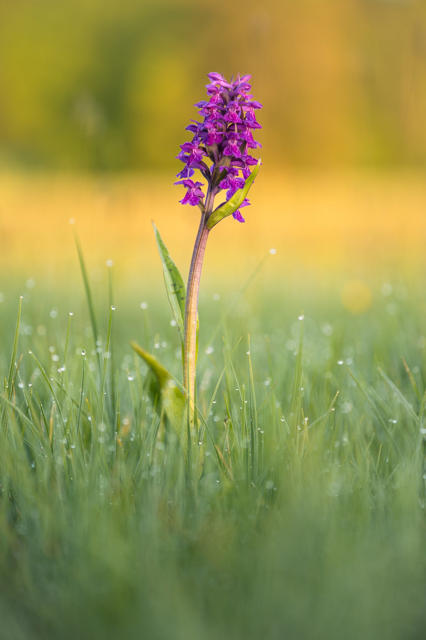 Csaba Orban - Makro Serie