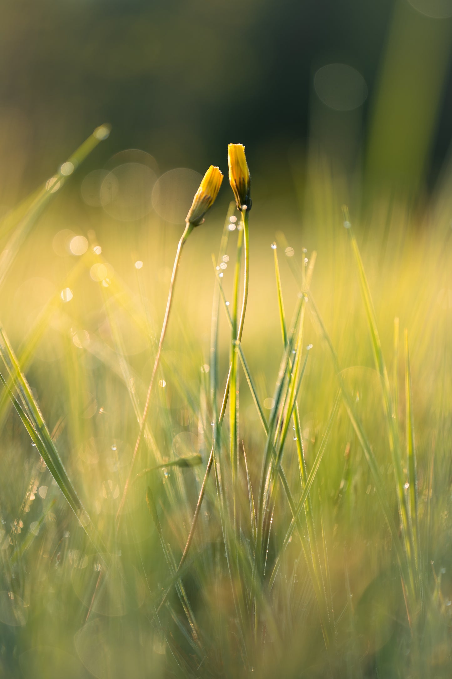 Csaba Orban - Makro Serie