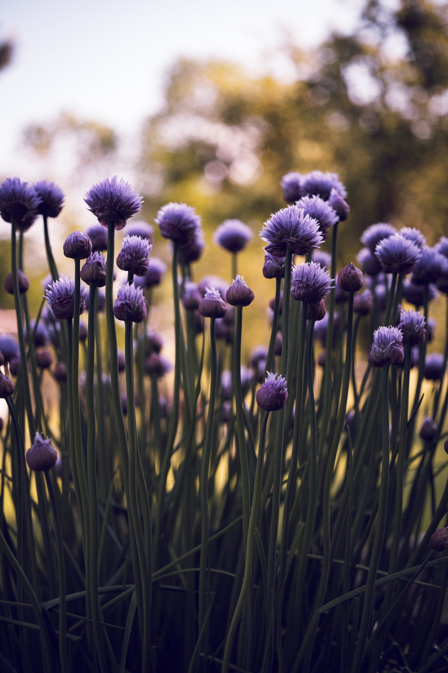 Csaba Orban - Makro Serie