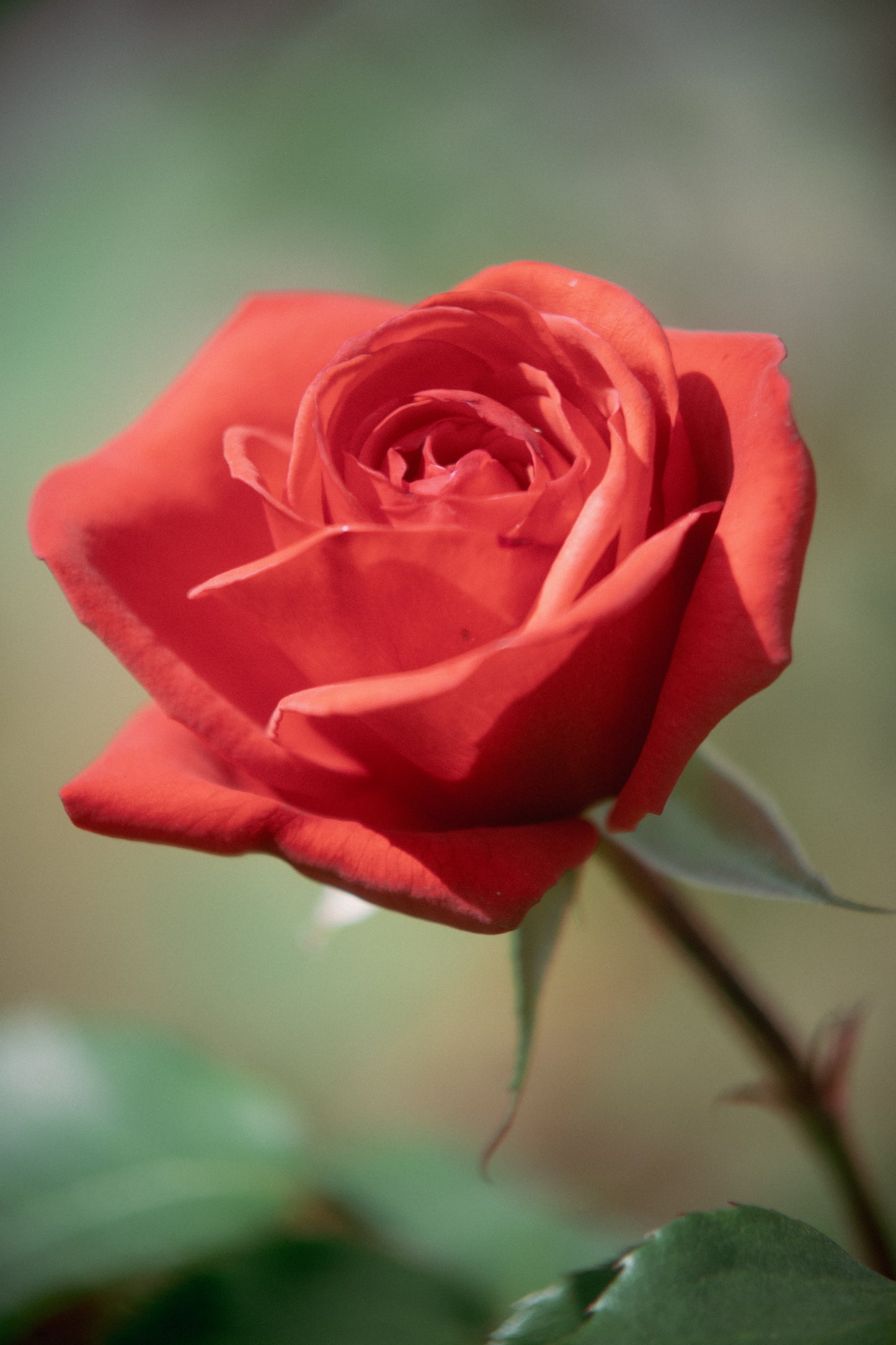 Csaba Orban - Makro Serie