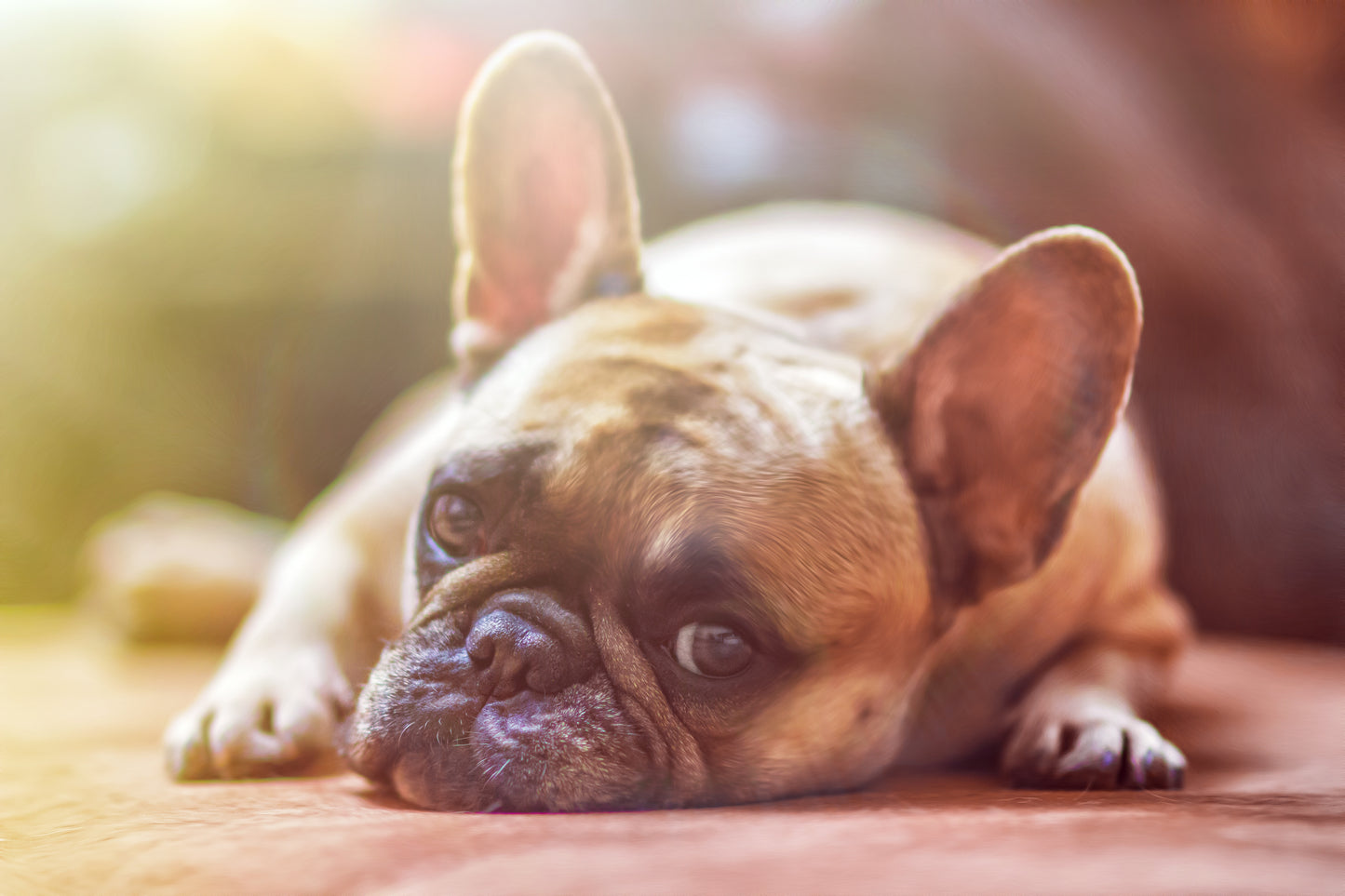 Tiere