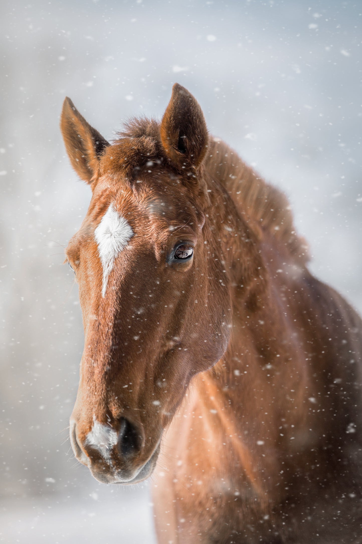 Tiere
