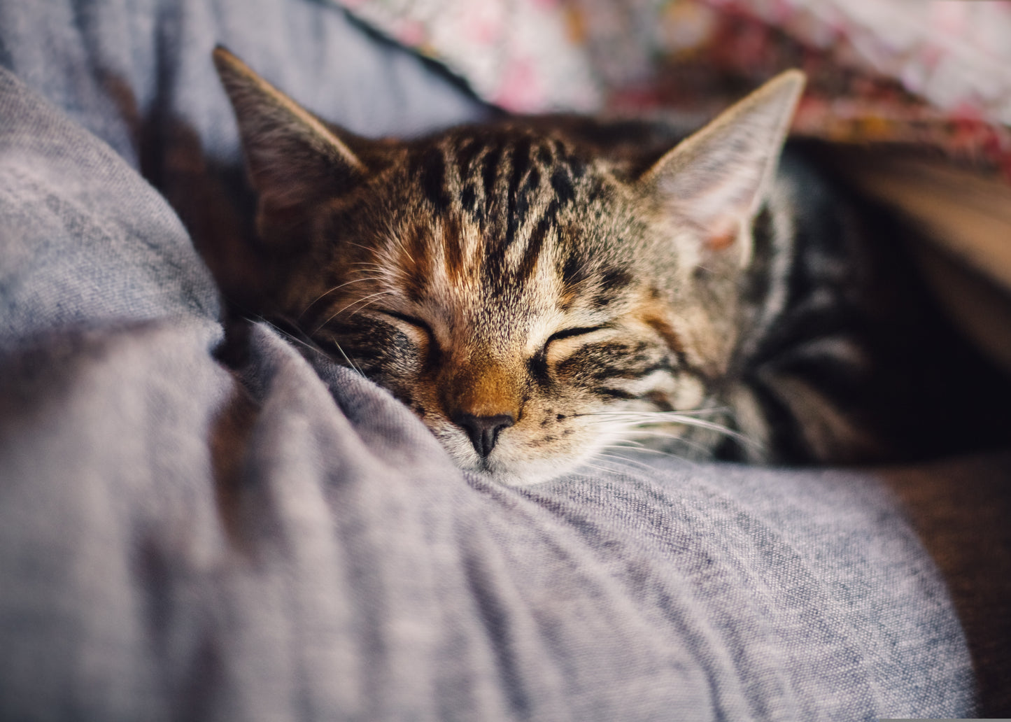 Tiere