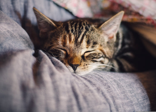 Tiere