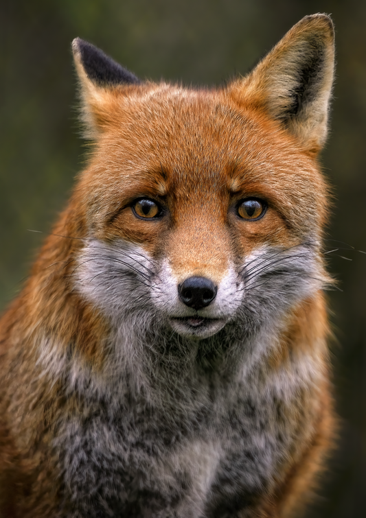 Tiere