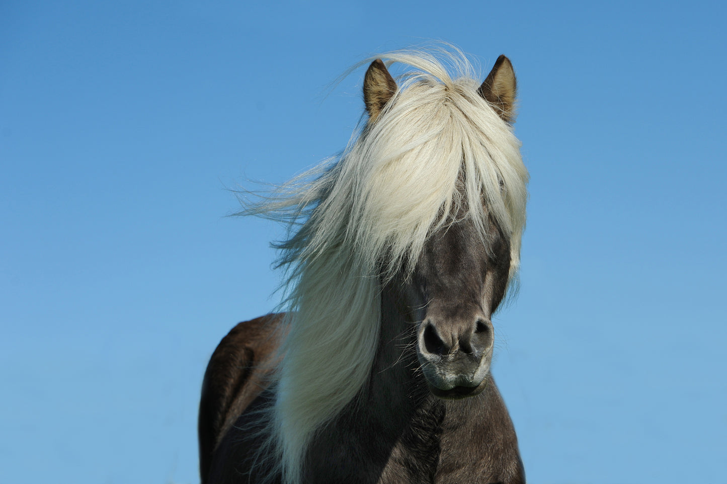 Tiere