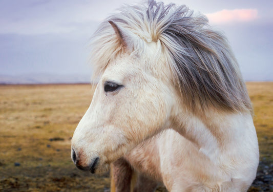 Tiere