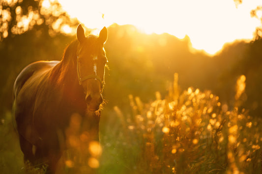 Tiere