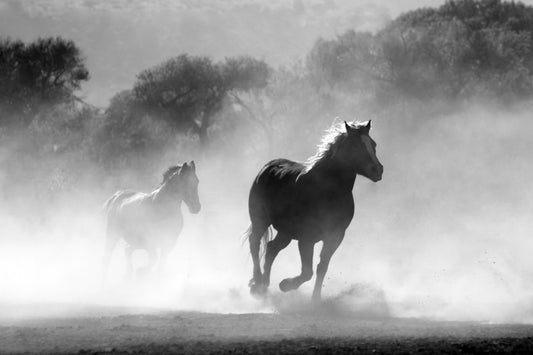 Tiere